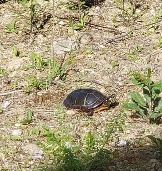 Painted Turtle on Land in Barrington, New Hampshire