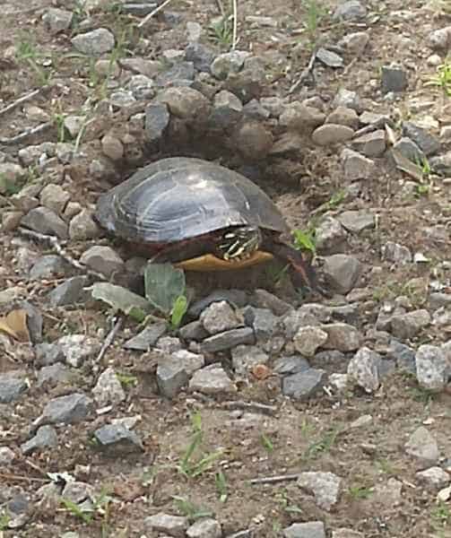 Turtle Laying Eggs in Barrington, New Hampshire