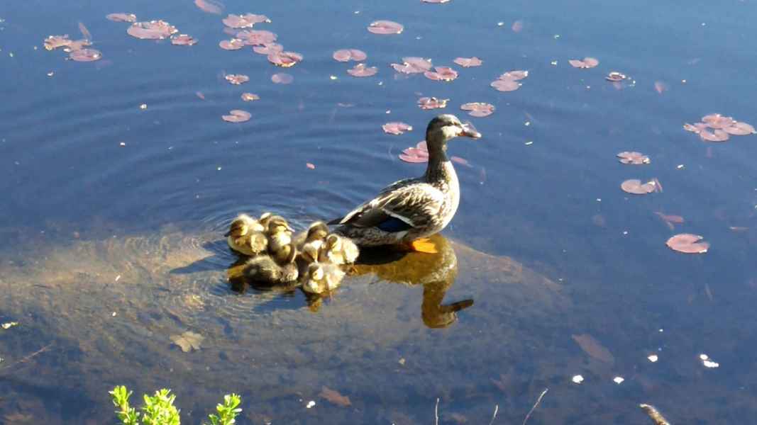 Duck with Six Baby Ducklings in Water in Barrington, New Hampshire