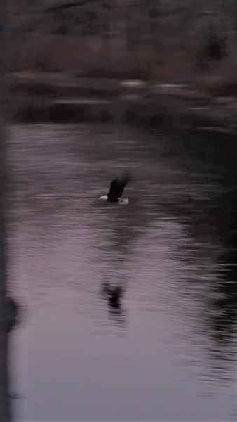 Bald Eagle Flying Over Water in Barrington, New Hampshire