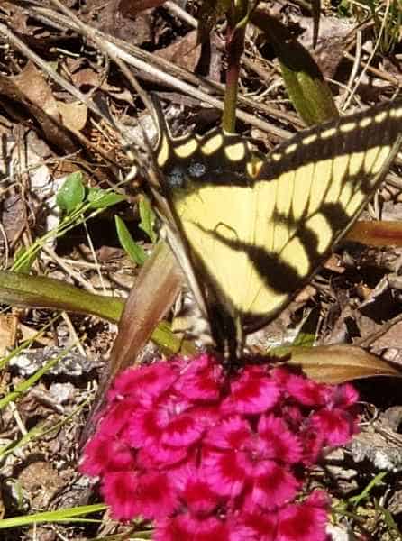 Yellow Butterfly in Barrington, New Hampshire