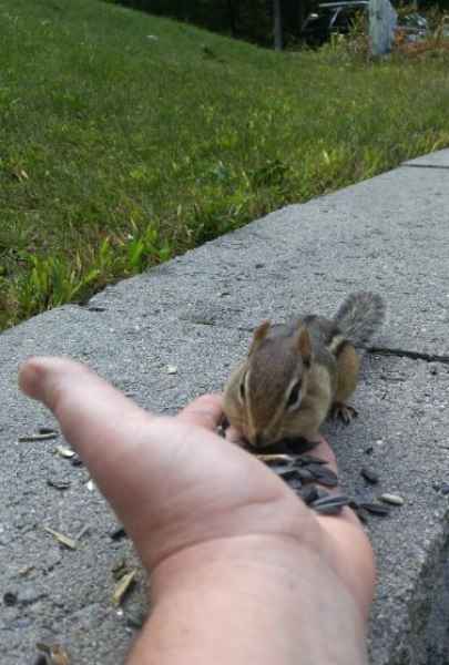 Chipmunk Eating From Hand in Barrington, New Hampshire