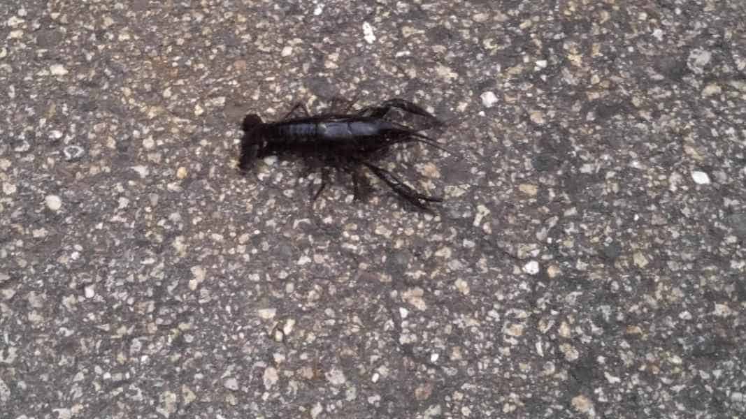 A Crayfish Found on Pavement in Barrington, New Hampshire