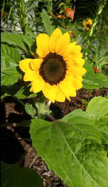 A Sunflower in Barrington, New Hampshire
