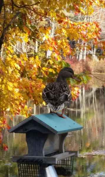 A Duck on a Bird House and Fall Foliage in Barrington from Lisa Hoffman
