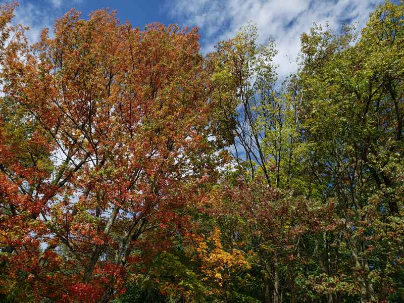 Fall Foliage in Barrington 2019